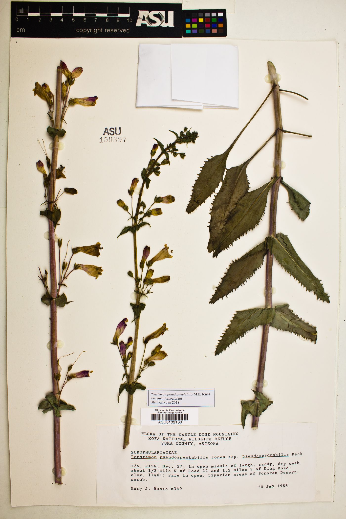 Penstemon pseudospectabilis subsp. pseudospectabilis image