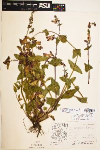 Penstemon pseudospectabilis var. connatifolius image