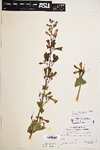 Penstemon pseudospectabilis image