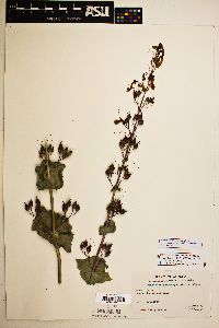 Penstemon pseudospectabilis image