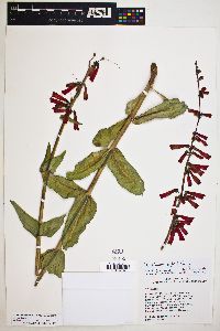 Penstemon eatonii subsp. undosus image