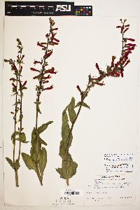 Penstemon eatonii image