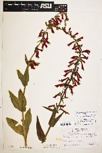 Penstemon eatonii image