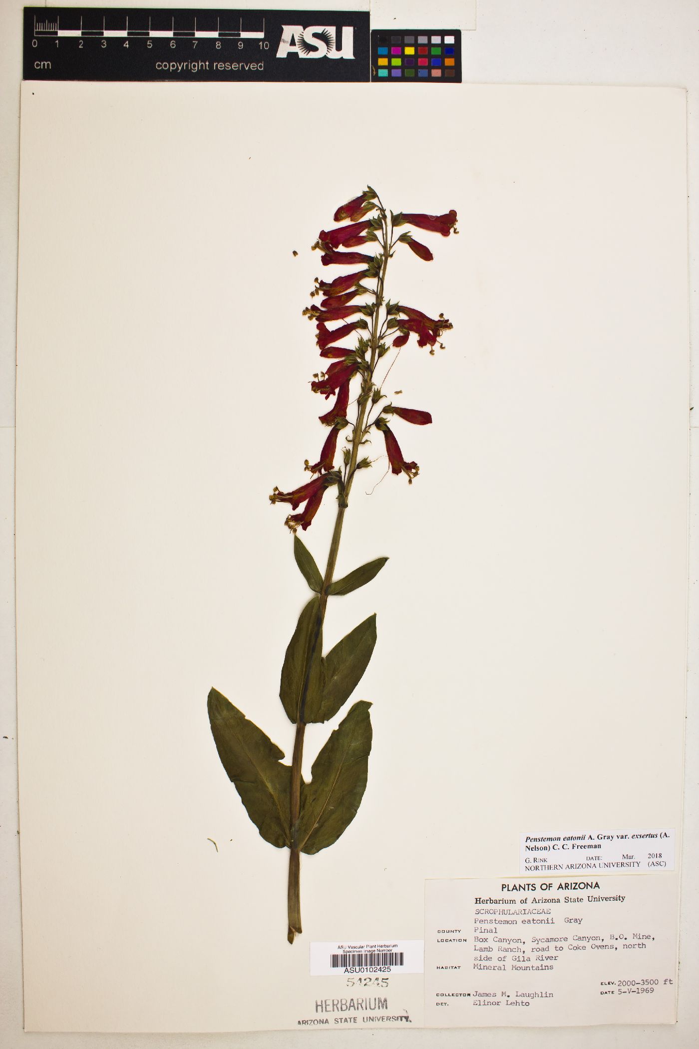 Penstemon eatonii var. exsertus image