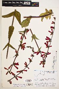 Penstemon eatonii subsp. undosus image