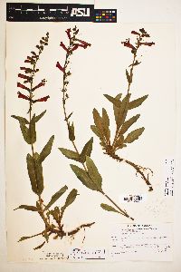 Penstemon eatonii image