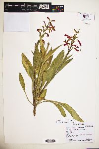 Penstemon eatonii image