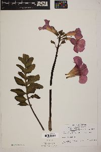 Incarvillea delavayi image