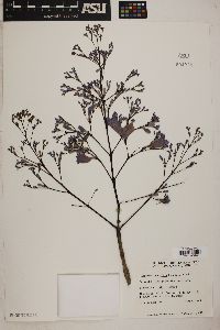 Jacaranda acutifolia image