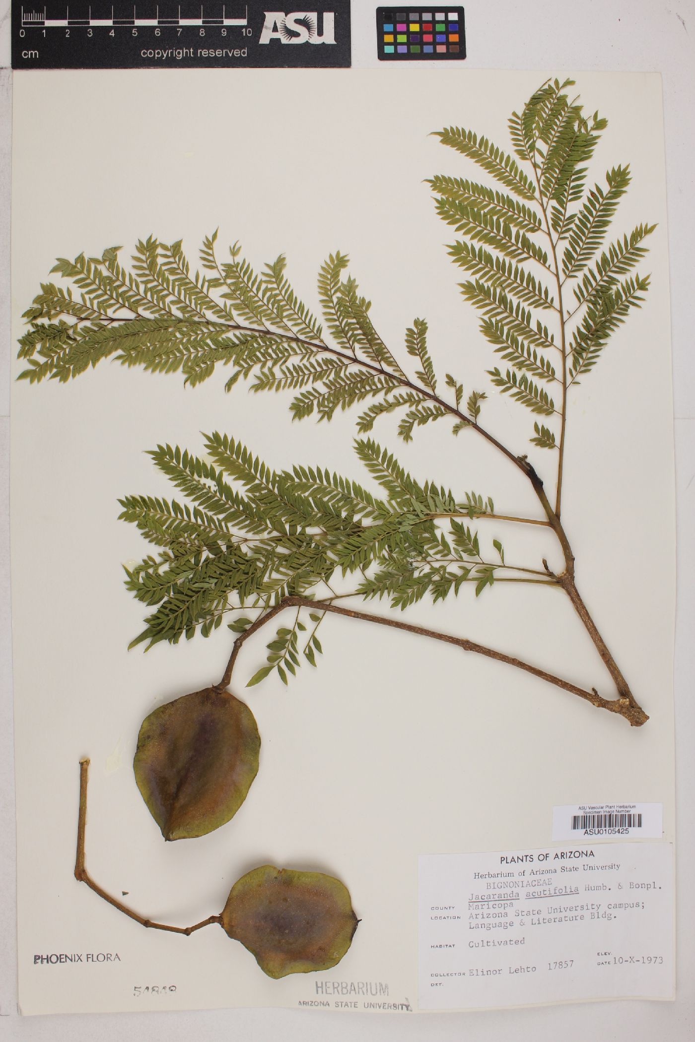 Jacaranda acutifolia image