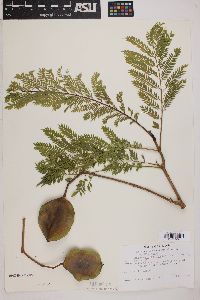 Jacaranda acutifolia image