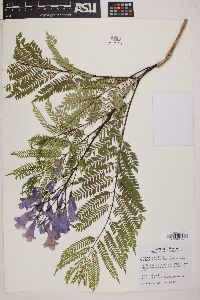 Jacaranda mimosifolia image