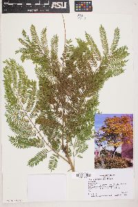 Jacaranda mimosifolia image