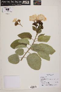 Cordia boissieri image