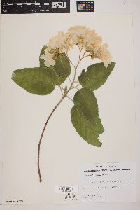 Cordia boissieri image