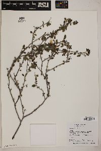 Cordia parvifolia image