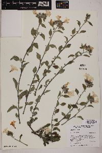 Cordia parviflora image