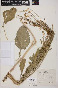 Brassica carinata image
