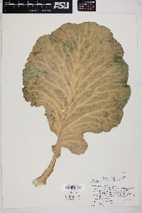 Brassica oleracea image