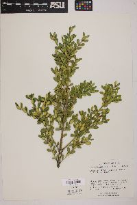 Buxus microphylla image