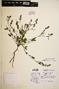 Zornia reticulata image