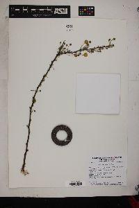 Acacia constricta image