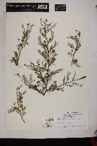 Acacia constricta image