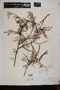 Acacia constricta image