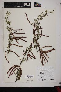 Acacia constricta image