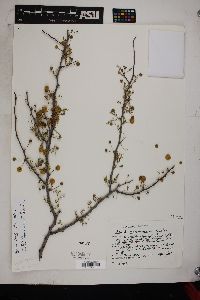 Acacia constricta image