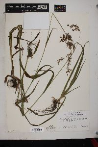 Luzula parviflora image