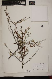 Acacia constricta image