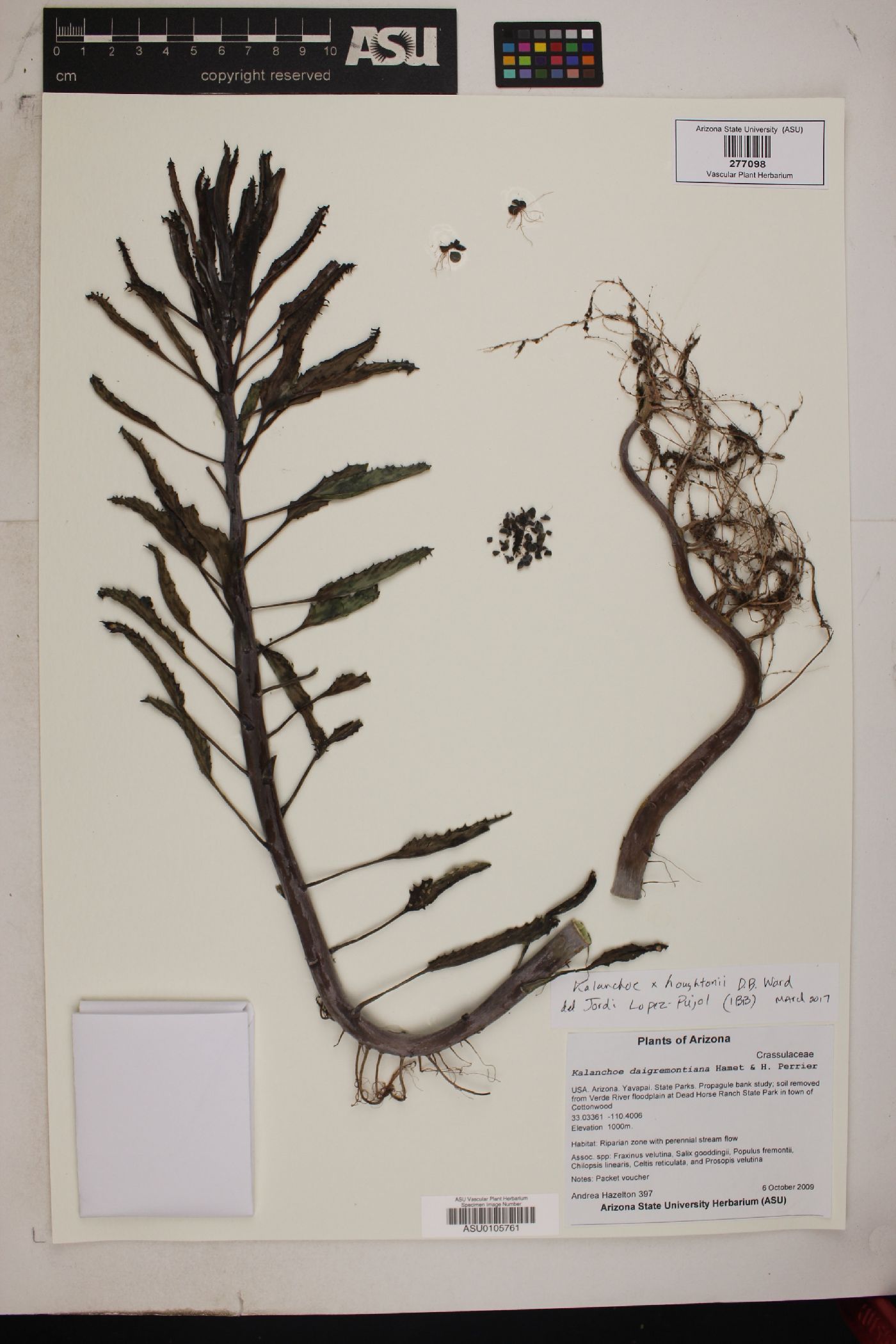 Kalanchoe × houghtonii image