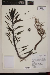 Kalanchoe × houghtonii image