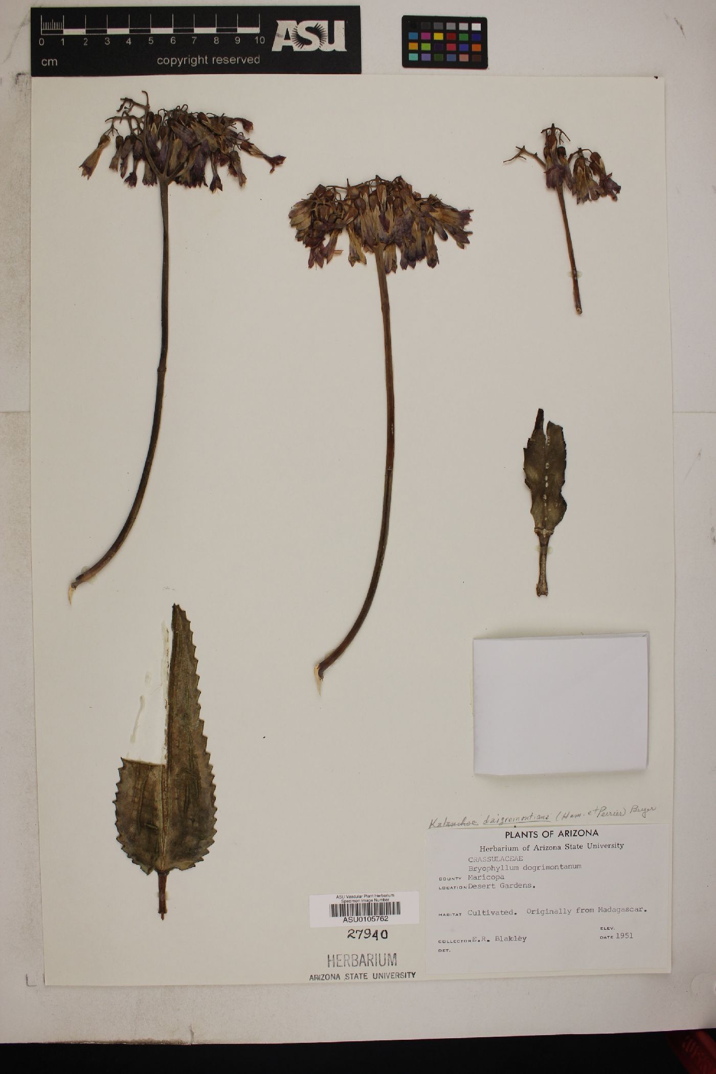 Bryophyllum image