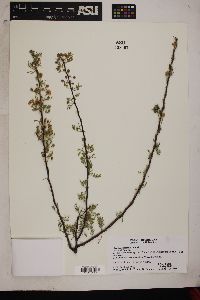 Acacia constricta image