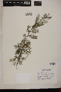 Acacia constricta image