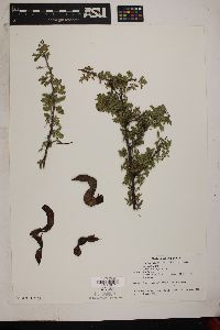 Acacia greggii image