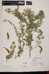 Acacia greggii image