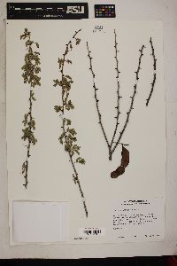 Acacia greggii image