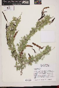 Acacia greggii image