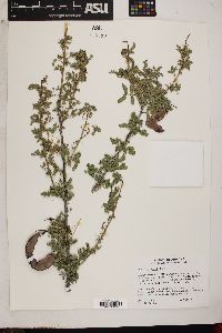 Acacia greggii image