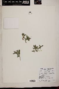 Acacia greggii image