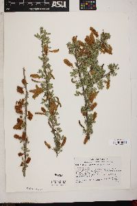 Acacia greggii image