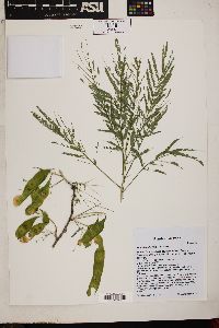 Acacia millefolia image