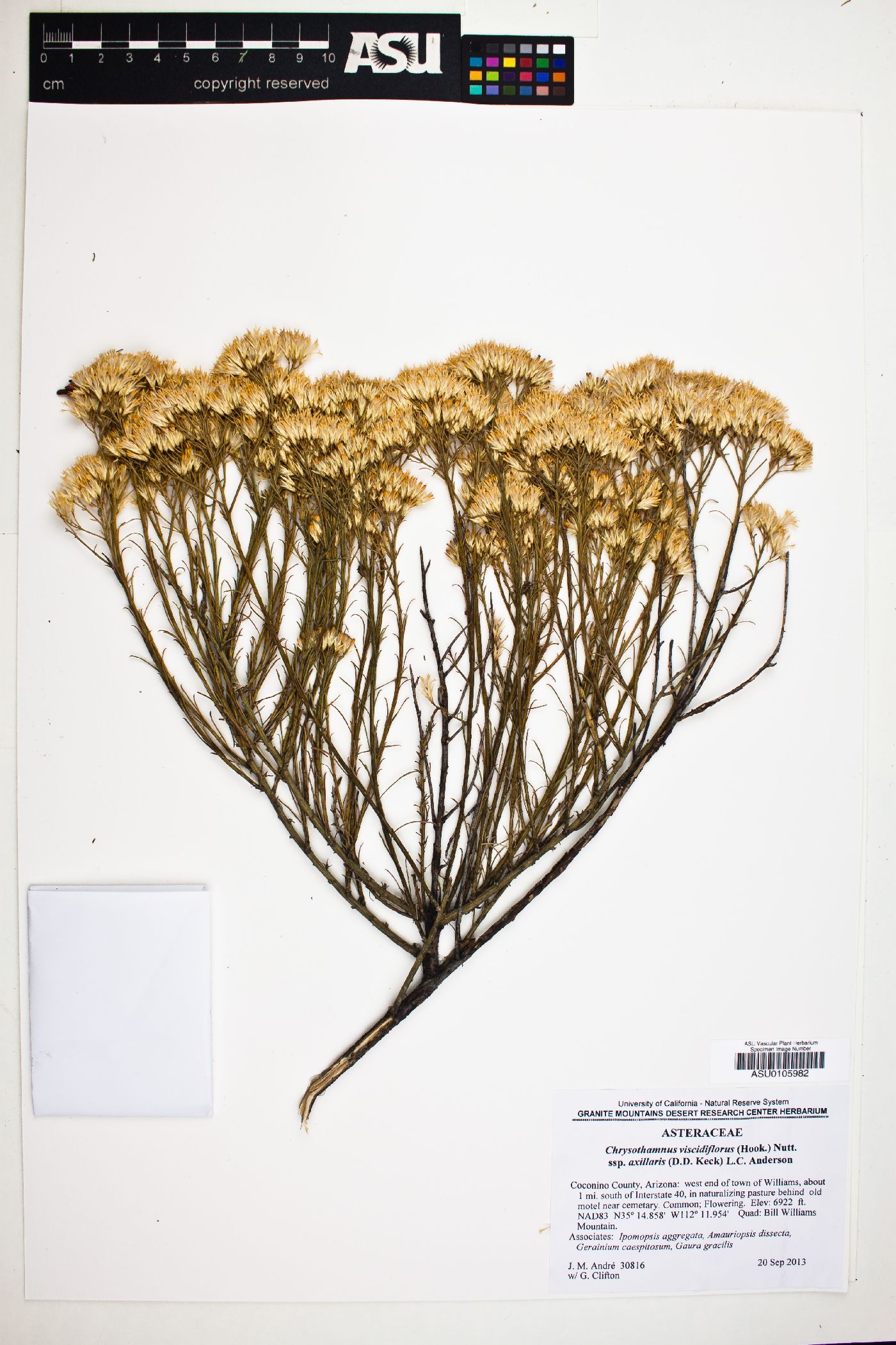 Chrysothamnus viscidiflorus subsp. axillaris image