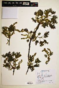 Quercus kelloggii image