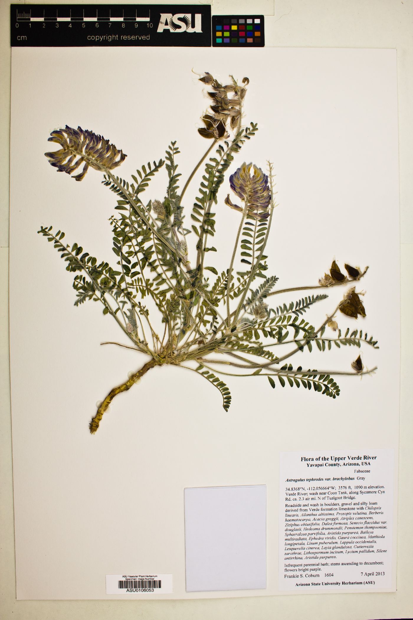 Astragalus tephrodes var. brachylobus image