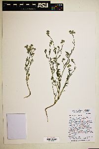 Cryptantha gracilis image