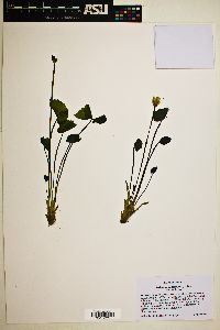 Jeffersonia diphylla image